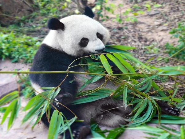 熊猫吃竹(4)