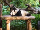 成都九寨沟黄龙四姑娘山熊猫乐园或都江堰峨眉山全景乐山大佛2+1头等舱100%真纯玩四川王炸8日游
